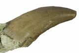 Rare, Serrated, Megalosaurid (Marshosaurus) Tooth - Colorado #173070-1